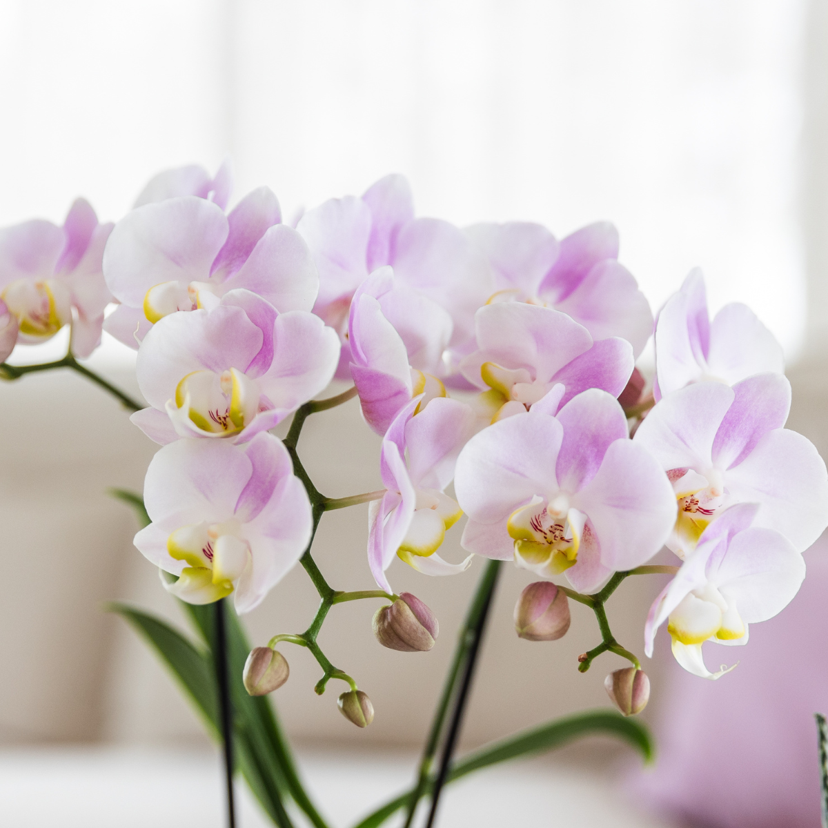 Roze orchidee Portugal + Bloom sierpot - potmaat Ø9cm | bloeiende kamerplant - vers van de kweker