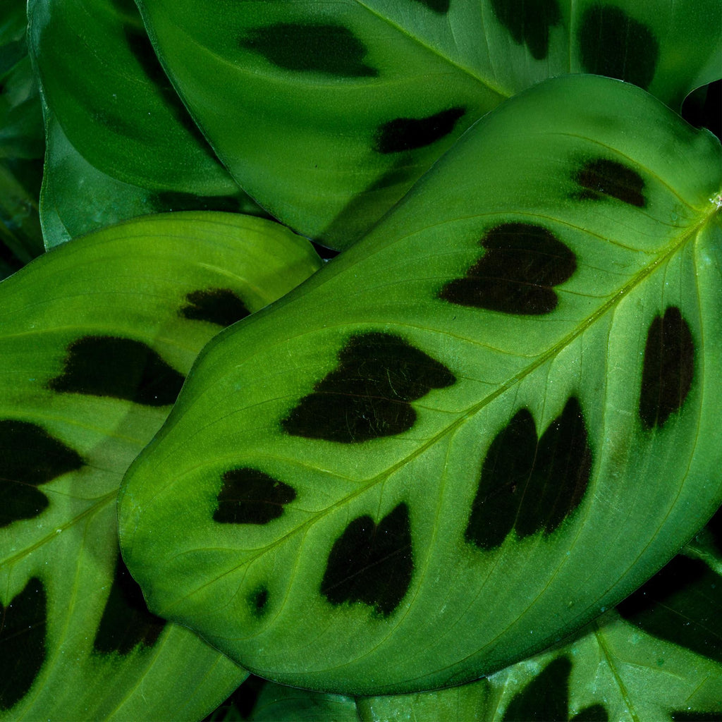 Maranta Fascinator Kerchoveana - Zebraplant - Huisdiervriendelijke Plant - Groen - 1 Plant - met Mand - Pot 12cm - Hoogte 25cm