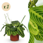 Kamerplant 2 STUKS- Maranta Fascinator Lemon Lime - Gebedsplant - Huisdiervriendelijk - Groen - 2 Planten - Pot 12cm - Hoogte 30-35cm