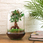 DIY Planten terrarium tweedelig bolglas - Egg XL Bonsai - Ø 17,5 cm ↑ 30 cm
