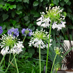 Agapanthus 'Fireworks'  23cm