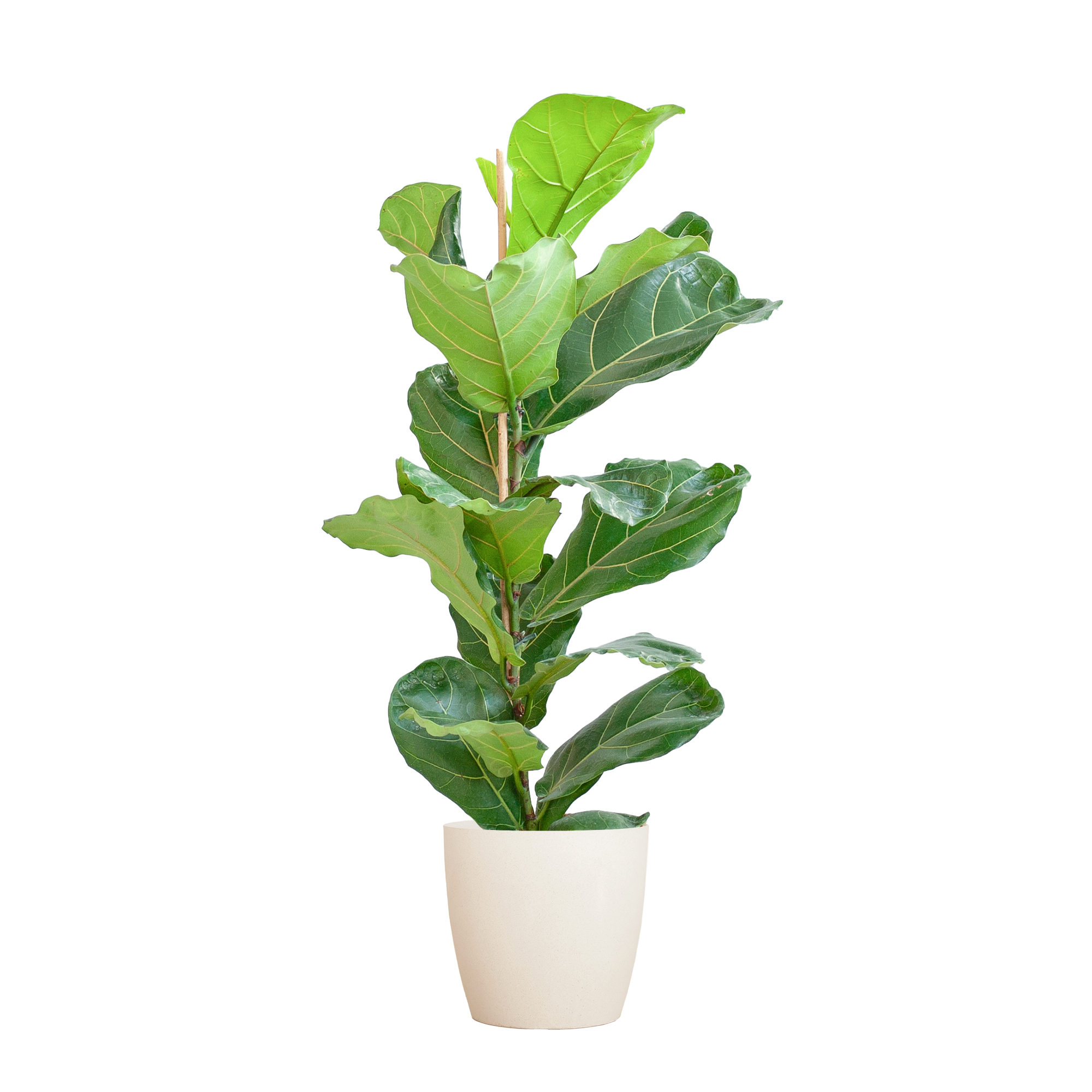 Ficus Lyrata met Potter pot wit - 80cm - Ø21