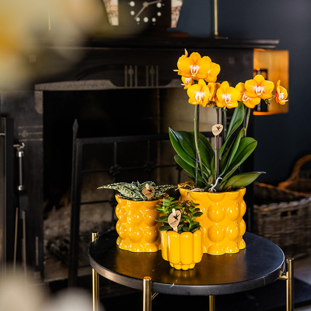 oranje gouden Phalaenopsis orchidee potmaat Ø12cm | Jewel Las Vegas | bloeiende kamerplant - vers van de kweker