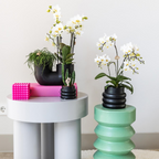 Witte phalaenopsis orchidee - Lausanne + Bubble pot black- potmaat Ø9cm | bloeiende kamerplant - vers van de kweker