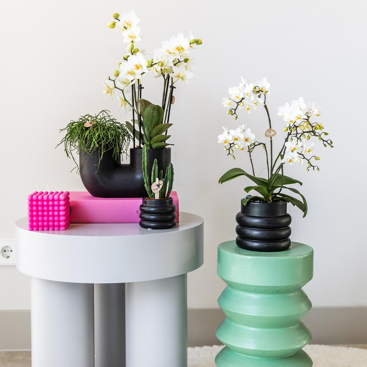 Witte phalaenopsis orchidee - Lausanne + Bubble pot black- potmaat Ø9cm | bloeiende kamerplant - vers van de kweker