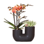 Set van oranje orchidee Bolzano en succulent in Tube sierpot black - potmaat Ø9cm | bloeiende kamerplant - vers van de kweker