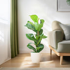 Ficus Lyrata met Potter pot wit - 80cm - Ø21