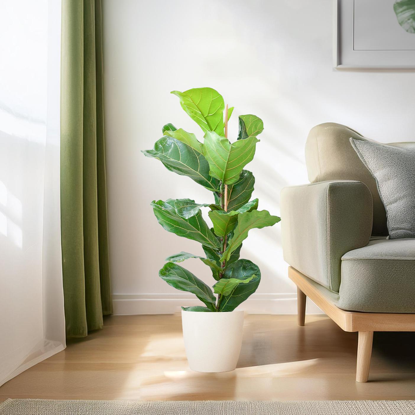 Ficus Lyrata met Potter pot wit - 80cm - Ø21