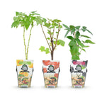 Fruitplanten - Tricolour - Rode Bes - Gele Framboos - Zwarte Braam  - Winterhard - 3 Planten - Pot  9cm