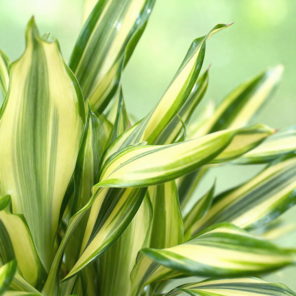 Dracaena fragrans Diamond Dream - Drakenbloedboom - Weinig onderhoud - met mand - Groen - 1 Plant - Pot 17cm - Hoogte 50-55cm