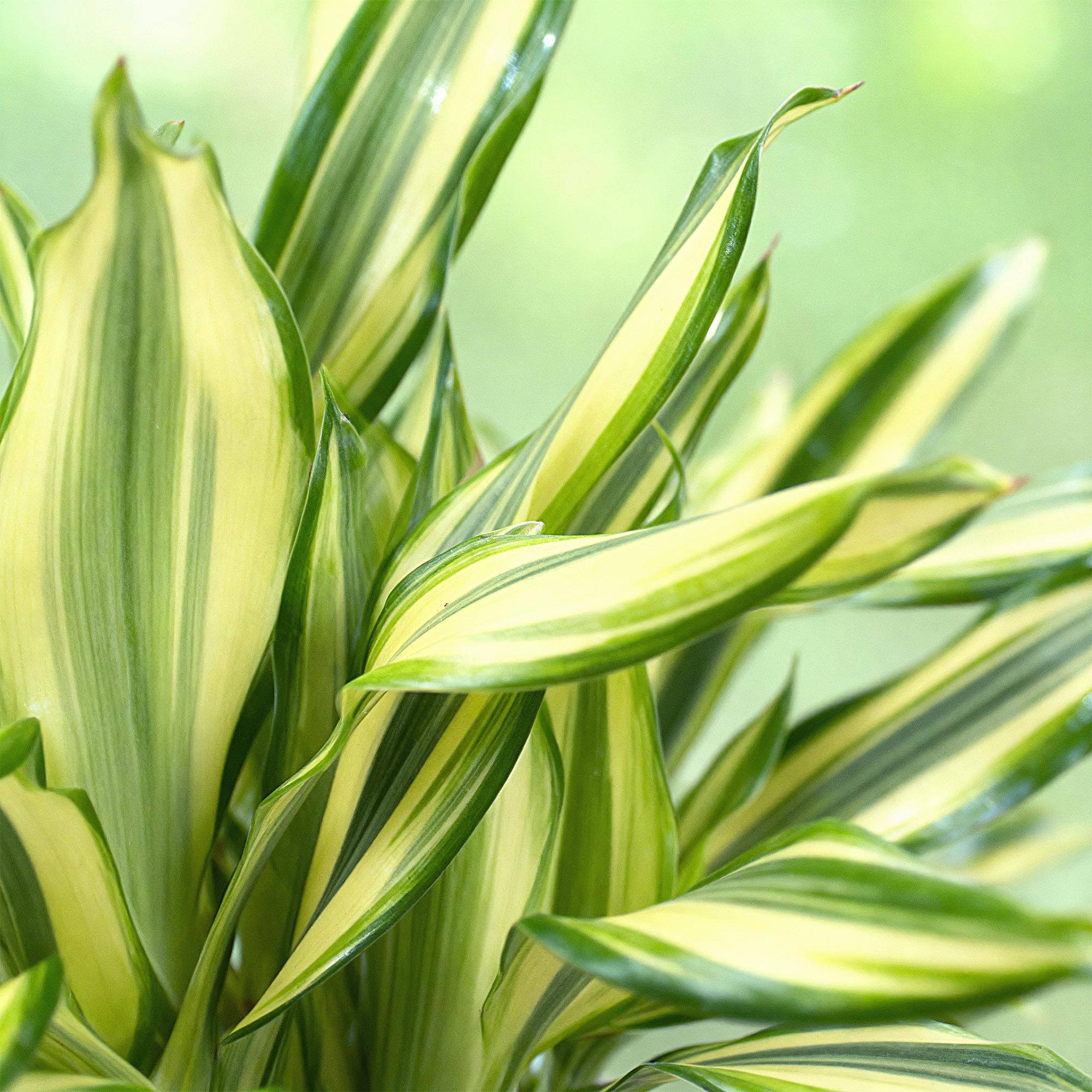 Dracaena fragrans Diamond Dream - Drakenbloedboom - Weinig onderhoud - met mand - Groen - 1 Plant - Pot 17cm - Hoogte 50-55cm
