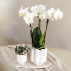 witte Phalaenopsis orchidee potmaat Ø9cm | Amabilis | bloeiende kamerplant - vers van de kweker