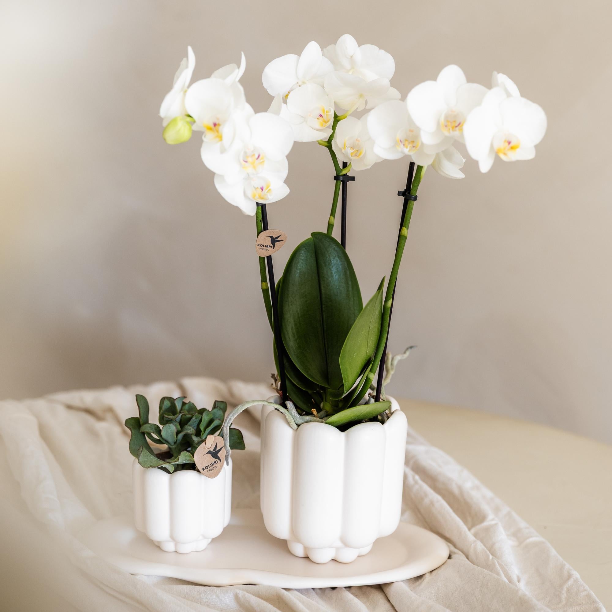 witte Phalaenopsis orchidee potmaat Ø9cm | Amabilis | bloeiende kamerplant - vers van de kweker