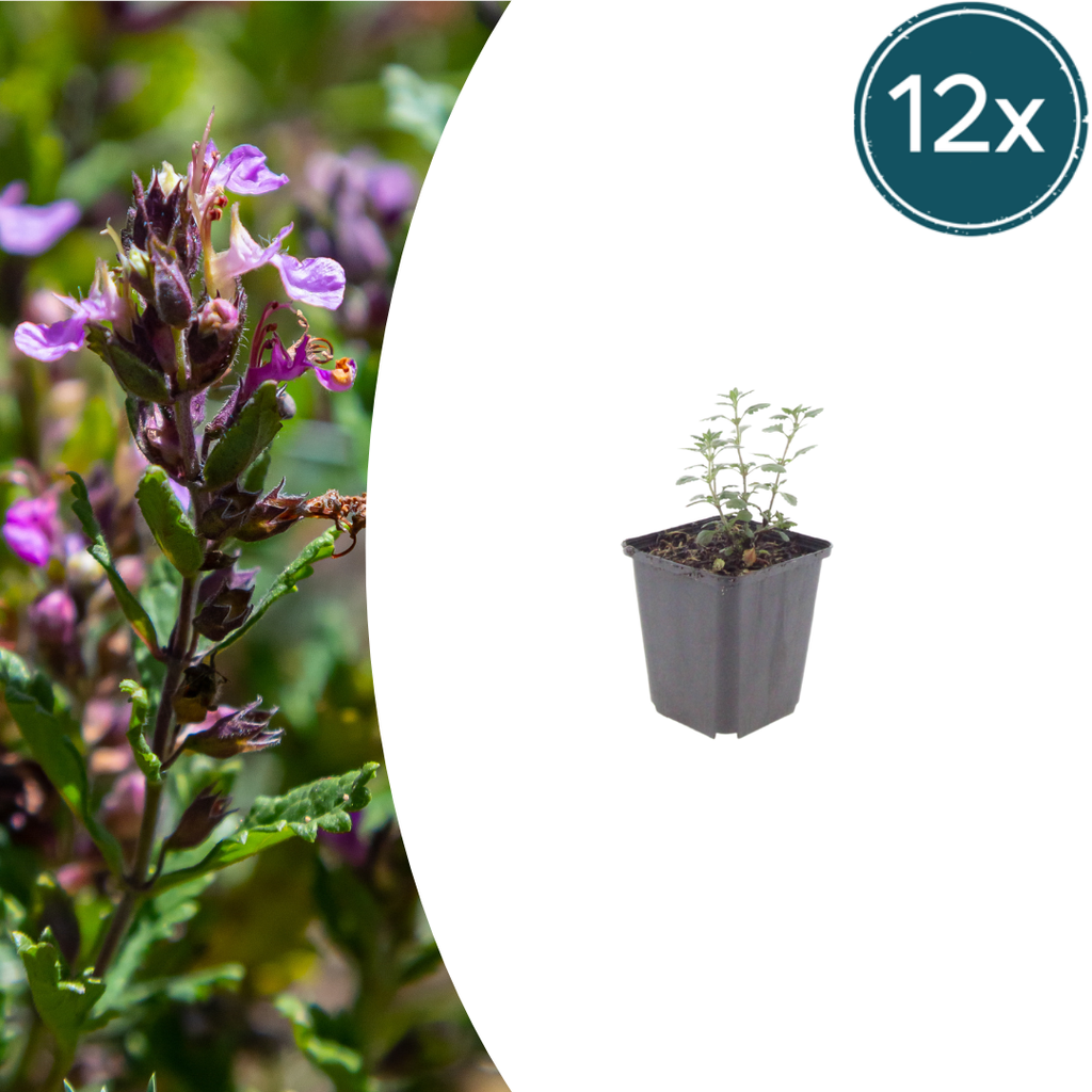 12x Teucrium lucidrys - ↕10-25cm - Ø9cm
