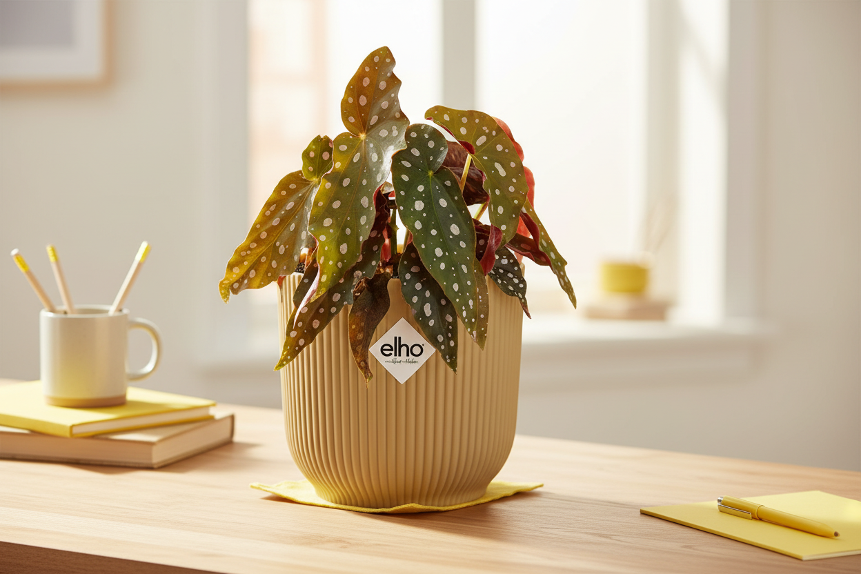 Begonia Maculata + ELHO Vibes Fold 14cm geel