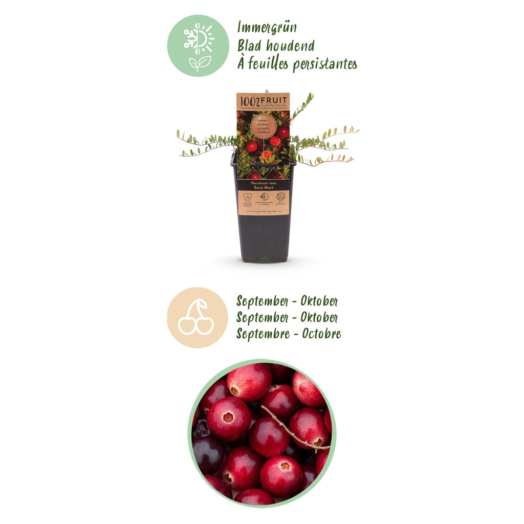 Fruitplant - 2x Vaccinium mac. Early Black - Cranberry - Winterhard - Blauwe Bes - 2 Planten - Pot 15cm - Hoogte 50cm