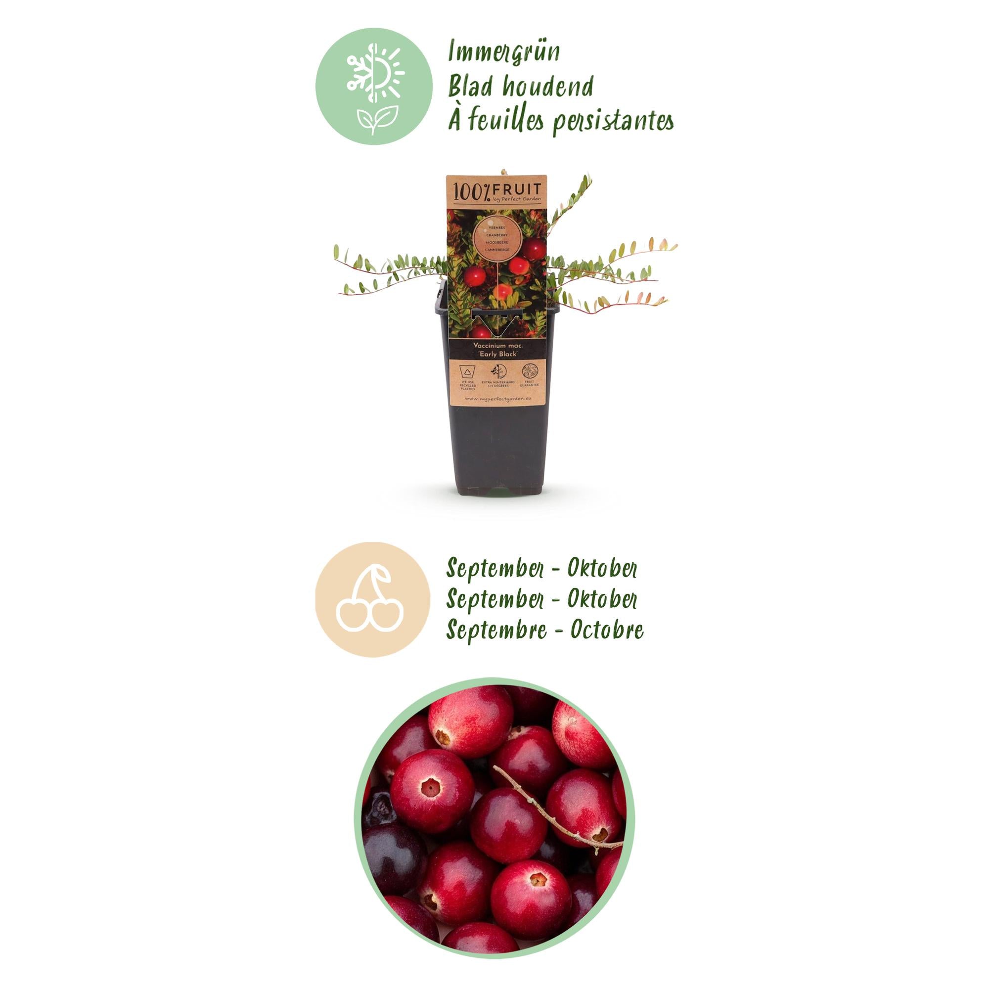 Fruitplant - 2x Vaccinium mac. Early Black - Cranberry - Winterhard - Blauwe Bes - 2 Planten - Pot 15cm - Hoogte 50cm