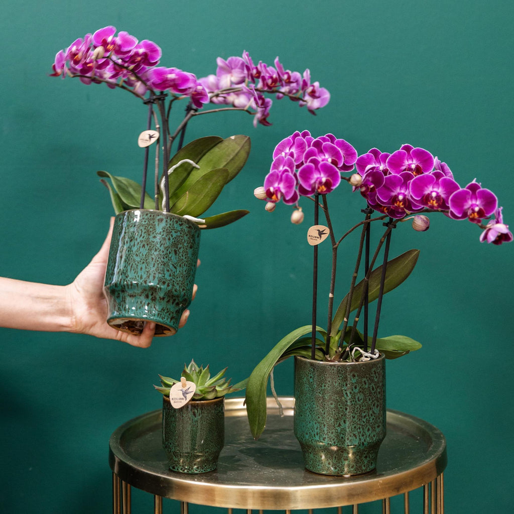 Paarse phalaenopsis orchidee potmaat Ø9cm | Morelia | bloeiende kamerplant - vers van de kweker