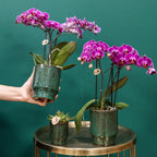 Paarse phalaenopsis orchidee potmaat Ø9cm | Morelia | bloeiende kamerplant - vers van de kweker