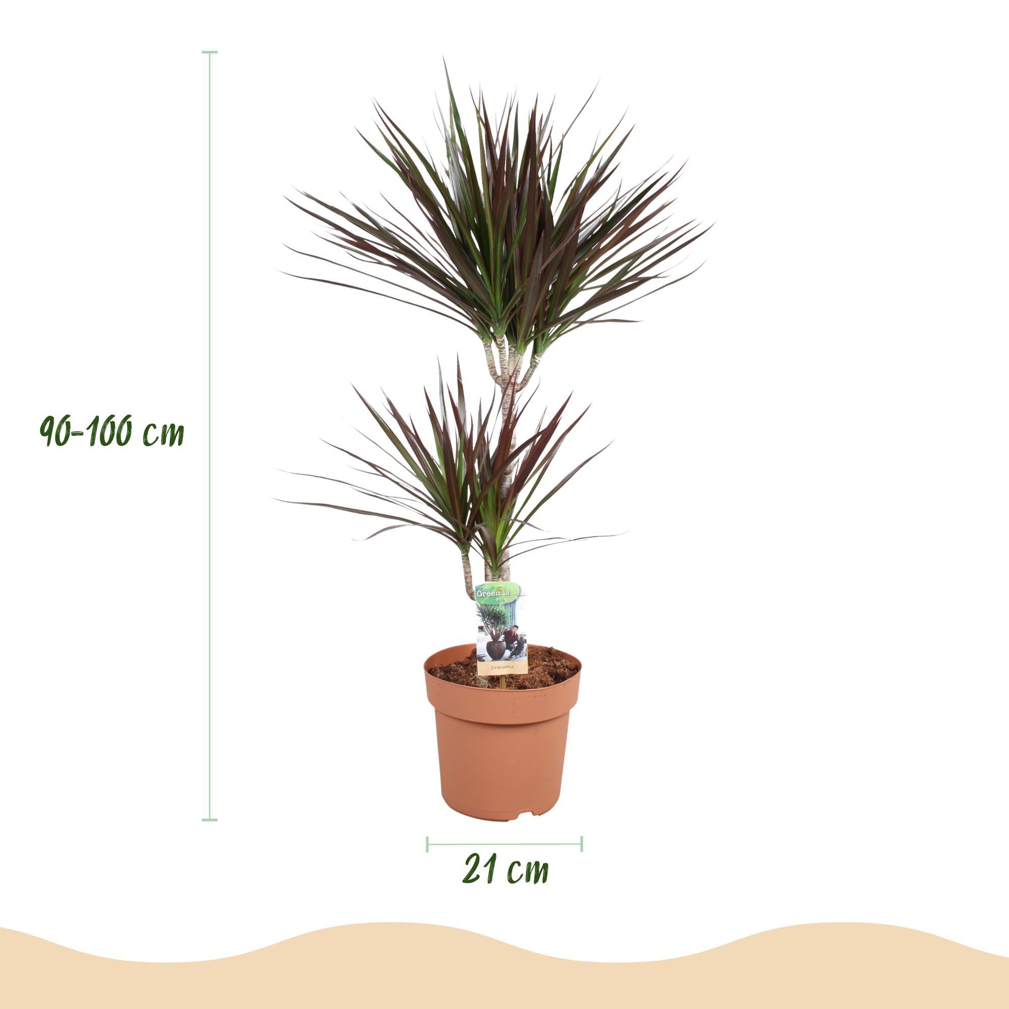 Dracaena Magenta - Drakenbloedboom - Weinig onderhoud - Groen - 1 Plant - Pot 21cm - Hoogte 90-100cm