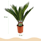 Cycas revoluta - Palmvaren - Weinig onderhoud - Groen - 1 - Pot 17cm - Hoogte 70cm