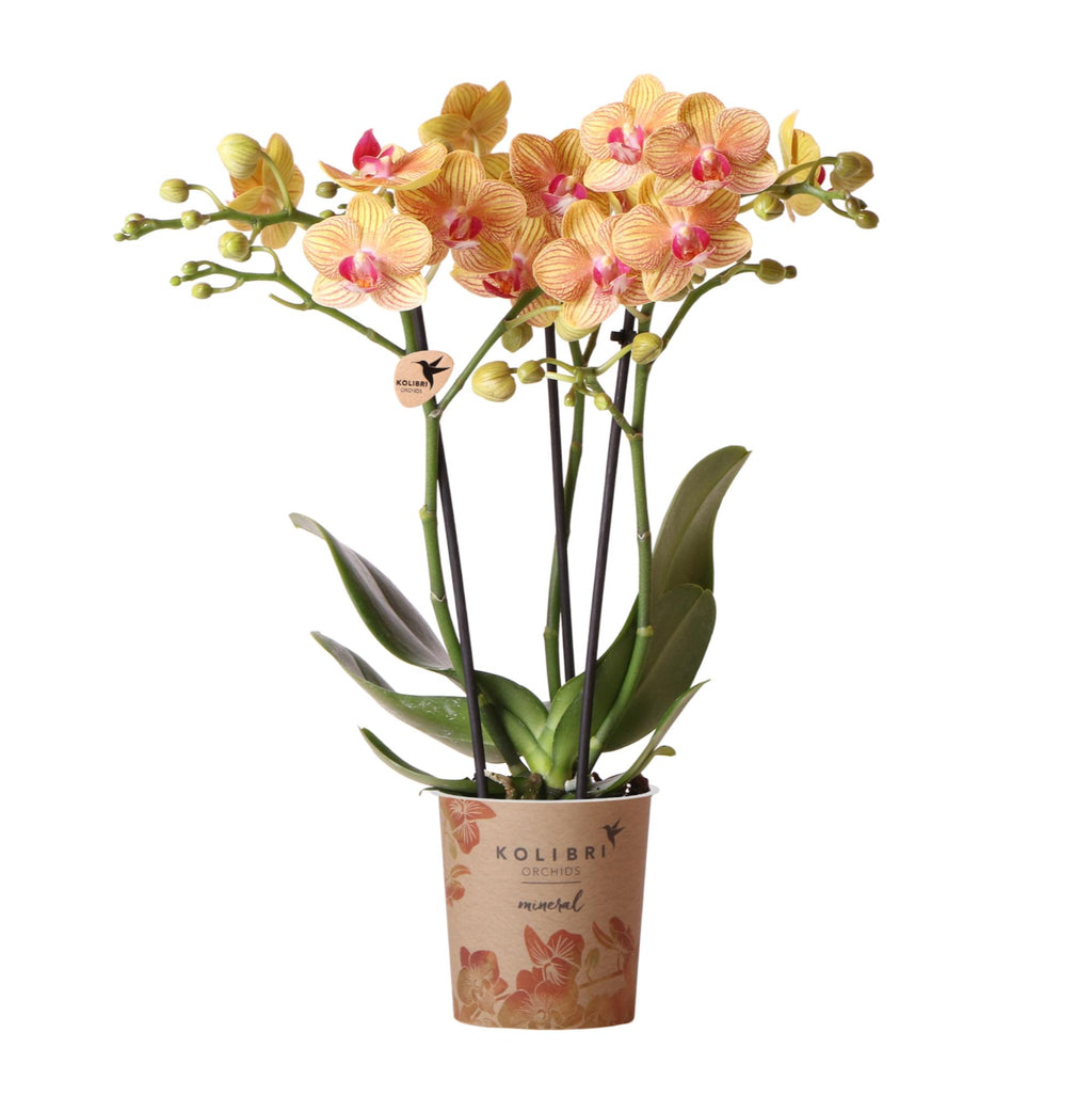 oranje Phalaenopsis orchidee potmaat Ø9cm | Jamaica | bloeiende kamerplant - vers van de kweker