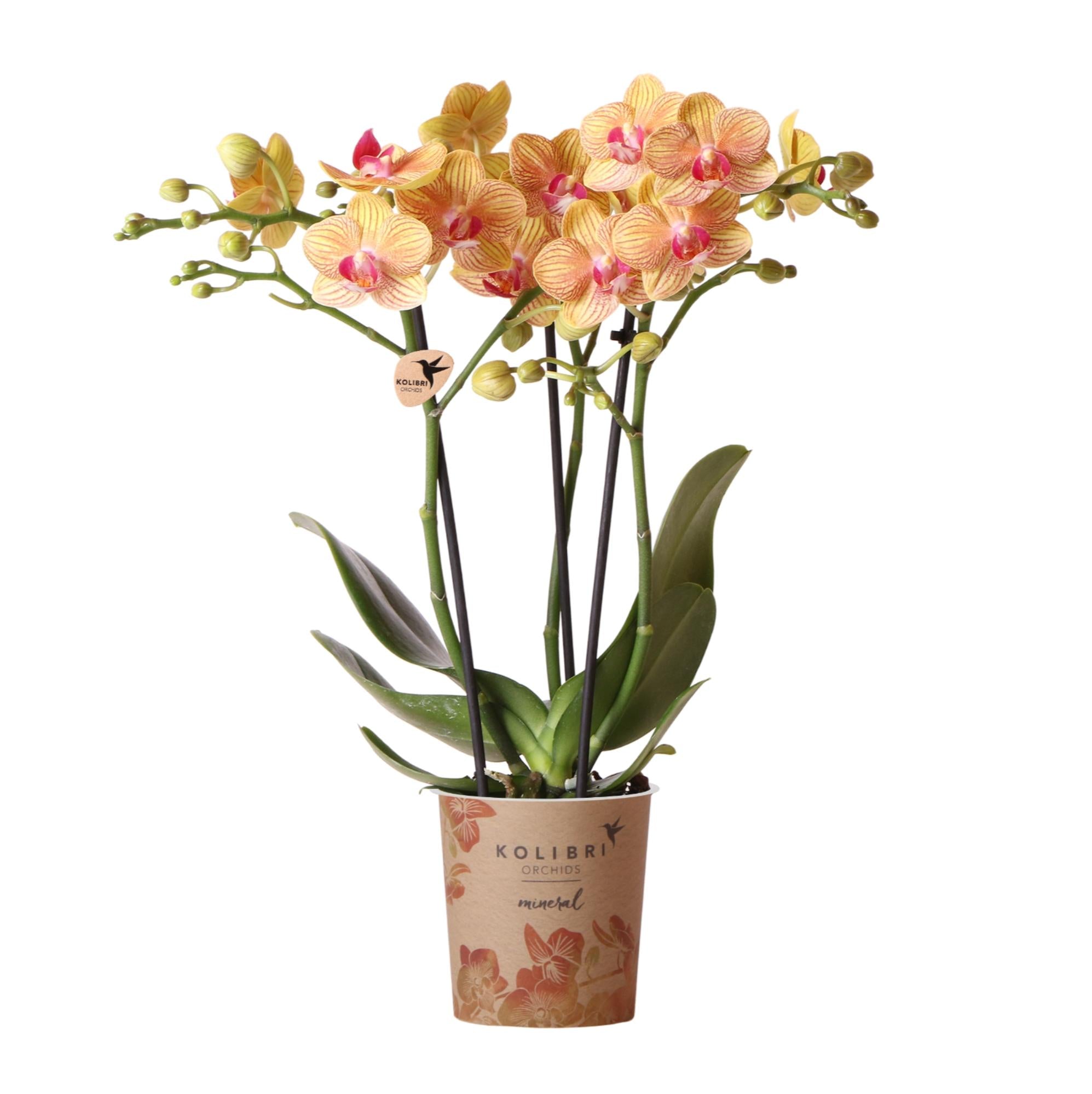 oranje Phalaenopsis orchidee potmaat Ø9cm | Jamaica | bloeiende kamerplant - vers van de kweker