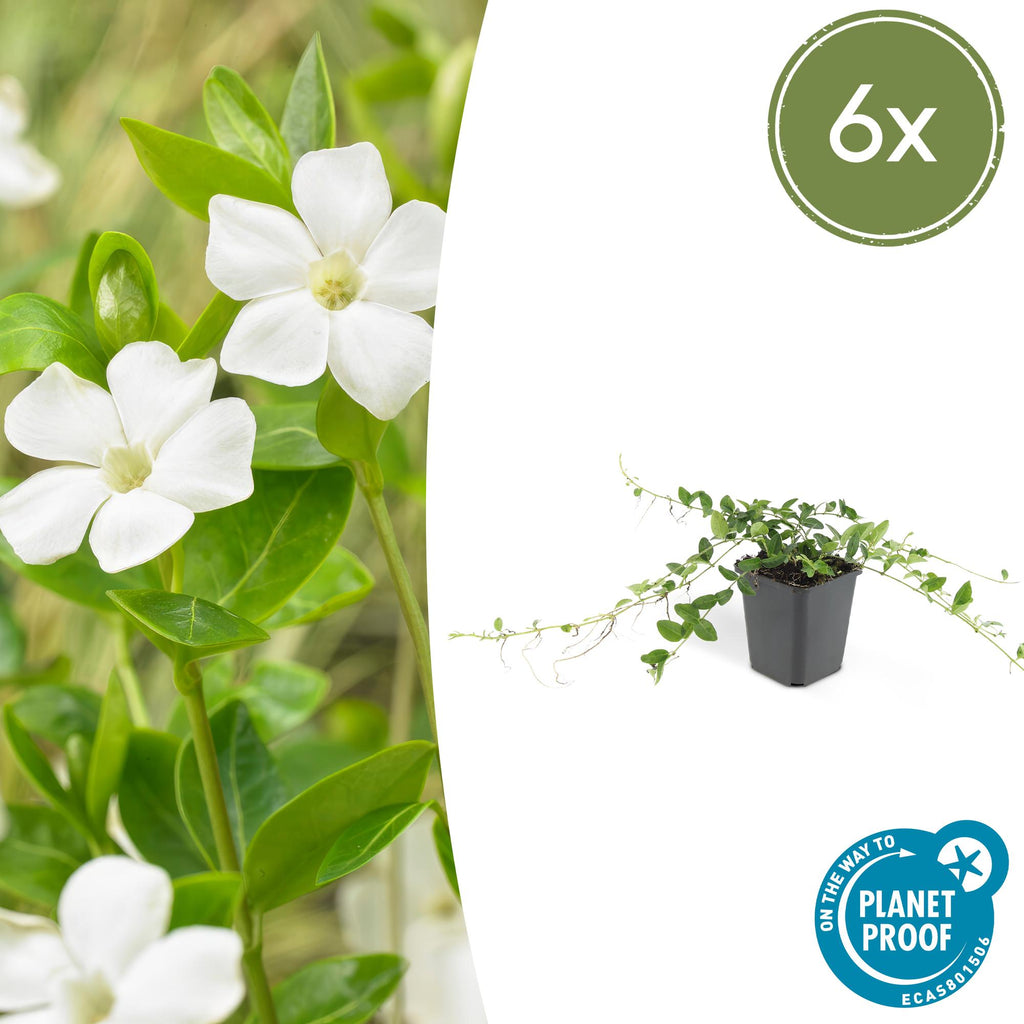 6x Wintergroene bodembedekker Vinca minor 'Alba' - ↕10-25cm - Ø9cm
