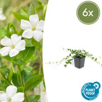 6x Wintergroene bodembedekker Vinca minor 'Alba' - ↕10-25cm - Ø9cm