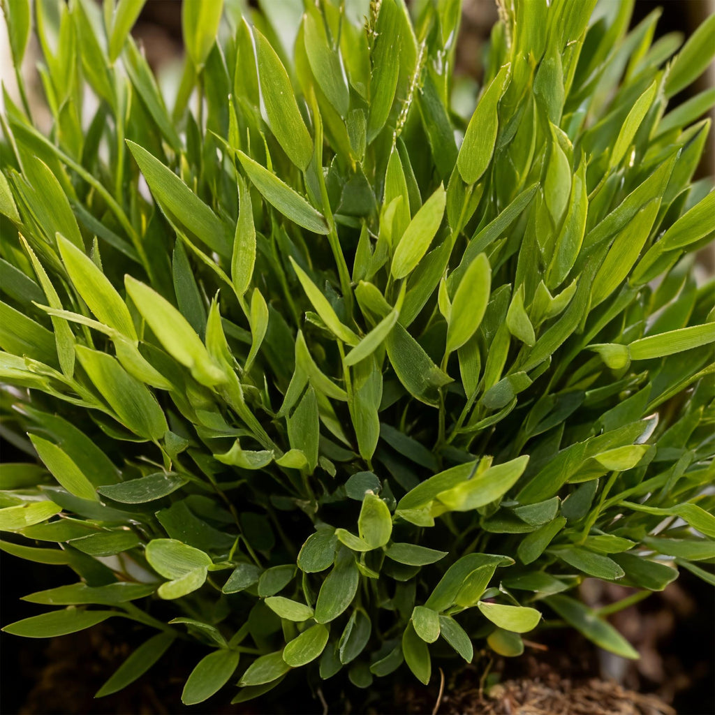 Bamusa Pogonatherum Monica - Bamboegras - Huisdiervriendelijke Plant - Groen - 1 Plant - met Mand - Pot 12cm - Hoogte 20cm