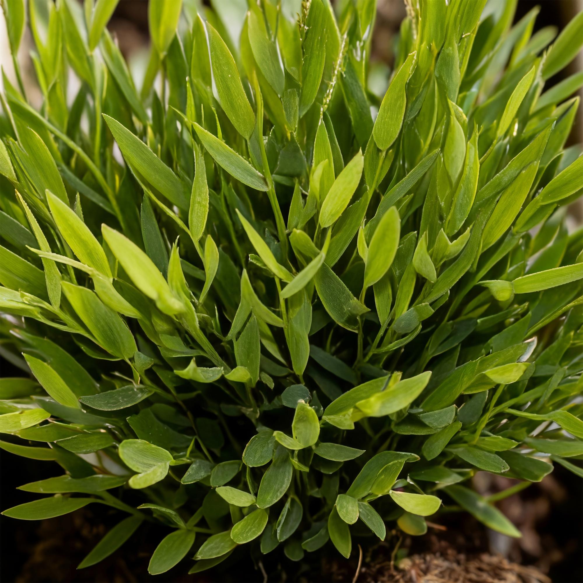 Bamusa Pogonatherum Monica - Bamboegras - Huisdiervriendelijke Plant - Groen - 1 Plant - met Mand - Pot 12cm - Hoogte 20cm