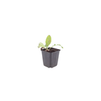 6x Echinops ritro - ↕10-25cm - Ø9cm