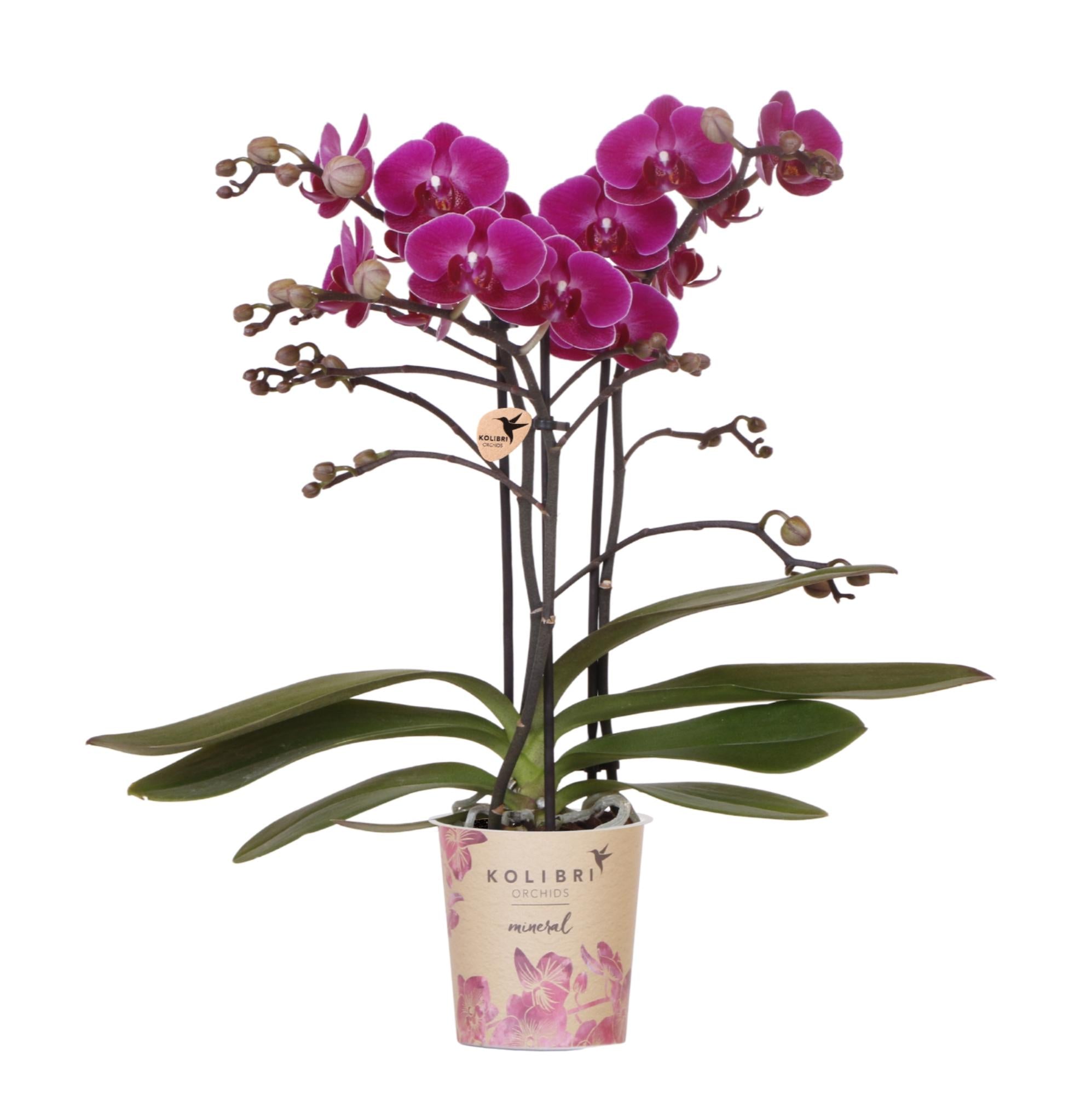 Paarse phalaenopsis orchidee potmaat Ø9cm | Morelia | bloeiende kamerplant - vers van de kweker