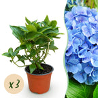 Hydrangea macrophylla Blauw - Hortensia - Winterhard - Blauw - 3 Planten - Pot 12cm - Hoogte Hoogte 20-30cm