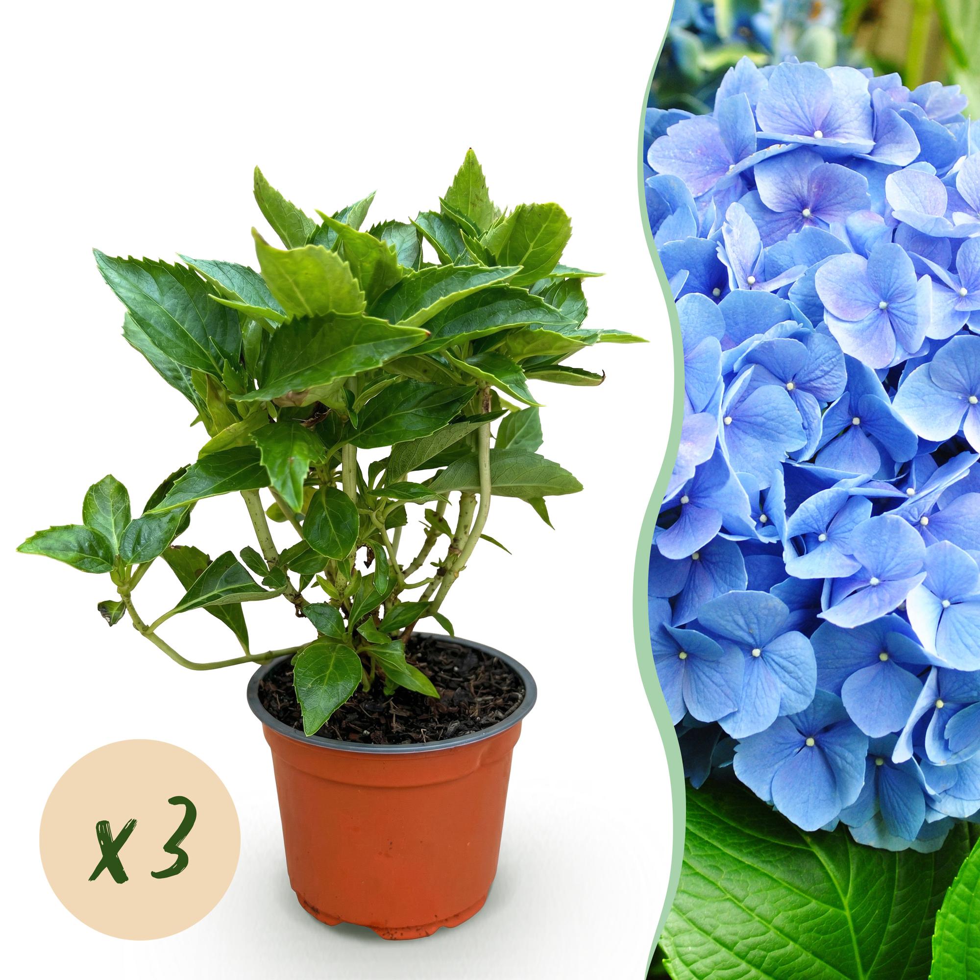 Hydrangea macrophylla Blauw - Hortensia - Winterhard - Blauw - 3 Planten - Pot 12cm - Hoogte Hoogte 20-30cm