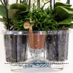 witte plantenset in Cotton Basket incl. waterreservoir | drie witte orchideeën Lausanne 9cm en drie groene planten | Jungle Bouquet wit met zelfvoorzienend waterreservoir