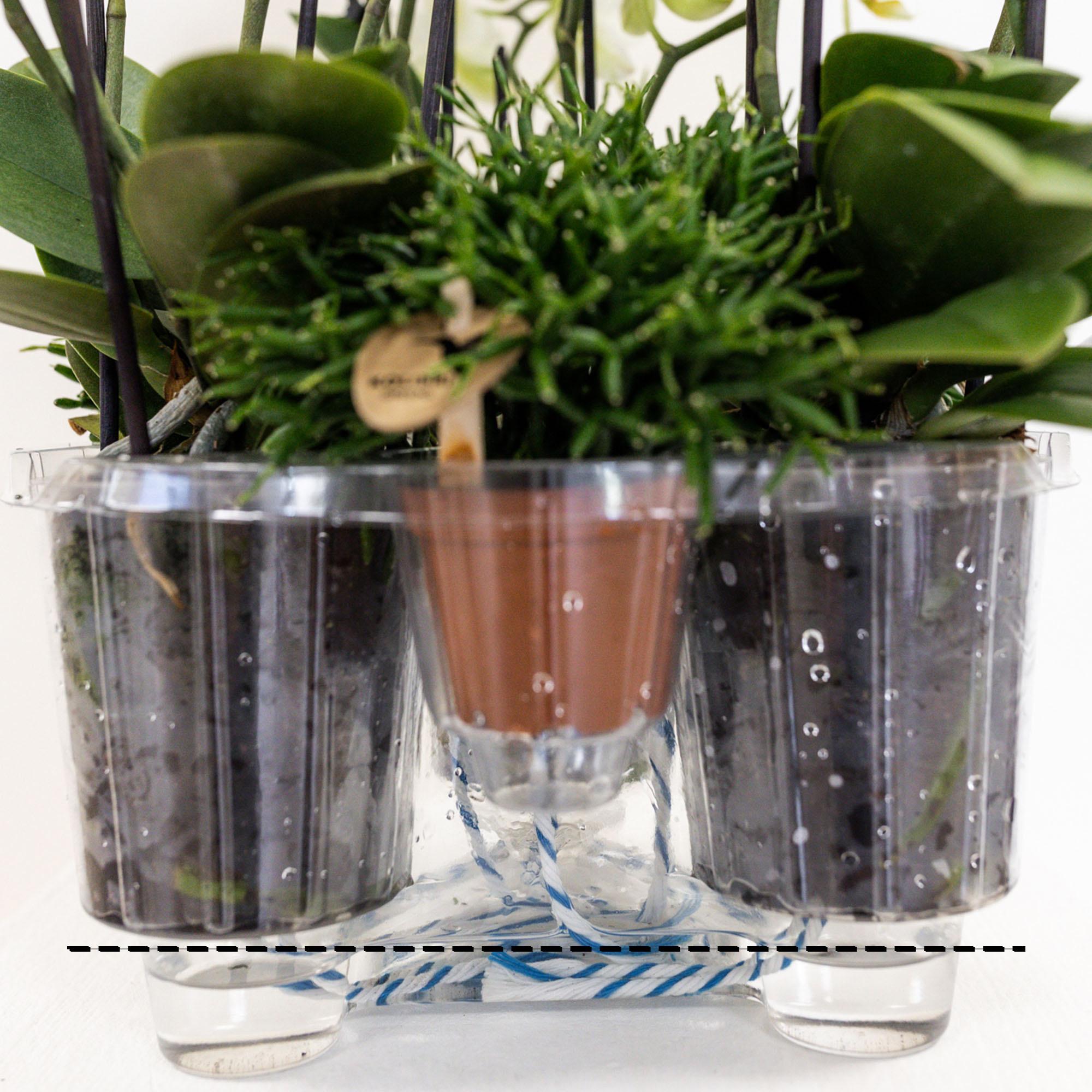 witte plantenset in Cotton Basket incl. waterreservoir | drie witte orchideeën Lausanne 9cm en drie groene planten | Jungle Bouquet wit met zelfvoorzienend waterreservoir
