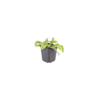 12x Symphytum grand. 'Wisley Blue' - ↕10-25cm - Ø9cm