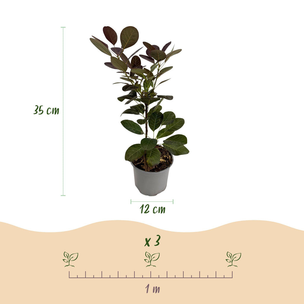 Tuinplant - Cotinus coggyria Tricolour - Paars-Groen-Geel - 3 Planten - Bladverliezend - Weinig Onderhoud - Pot 12cm Hoogte 35cm
