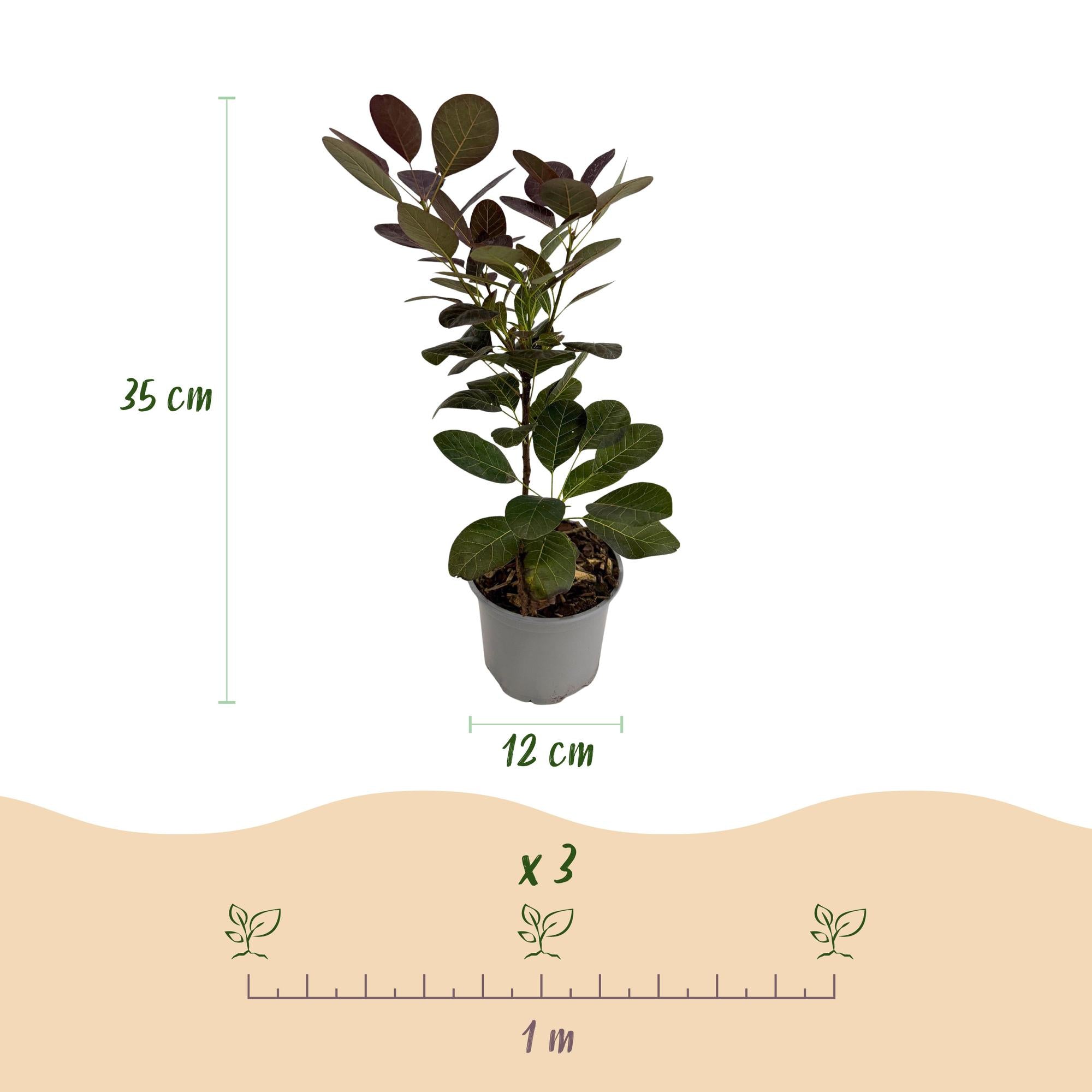 Tuinplant - Cotinus coggyria Tricolour - Paars-Groen-Geel - 3 Planten - Bladverliezend - Weinig Onderhoud - Pot 12cm Hoogte 35cm