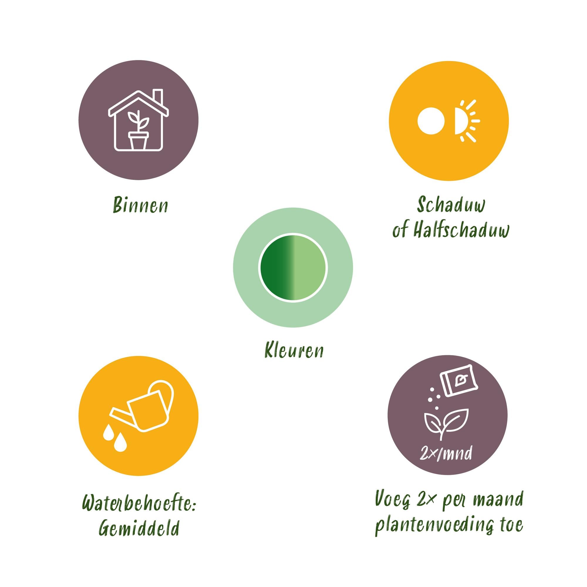 Diefenbachia Compacta - Dieffenbachia - Weinig onderhoud - met mand - Groen - 1 Plant - Pot 17cm - Hoogte 45-50cm