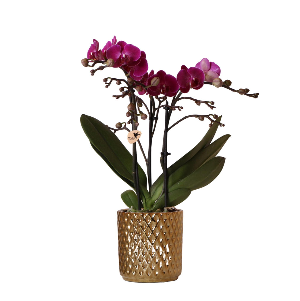 paarse Phalaenopsis orchidee - Morelia + Diamond sierpot goud - potmaat Ø9cm - 35cm hoog | bloeiende kamerplant - vers van de kweker