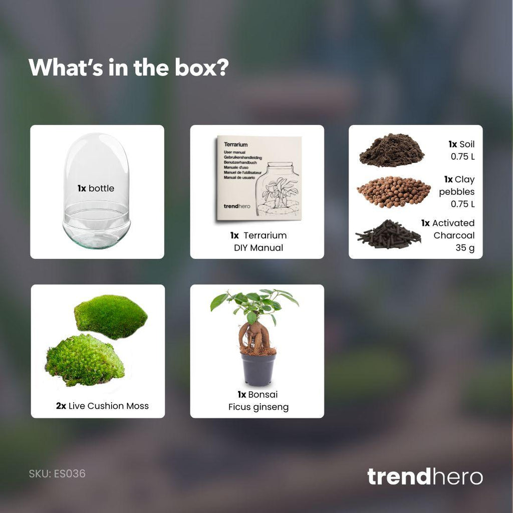 DIY Planten terrarium tweedelig bolglas - Egg XL Bonsai - Ø 17,5 cm ↑ 30 cm