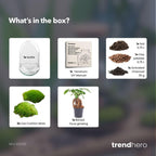 DIY Planten terrarium tweedelig bolglas - Egg XL Bonsai - Ø 17,5 cm ↑ 30 cm