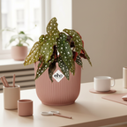Begonia Maculata + ELHO Vibes Fold 14cm roze