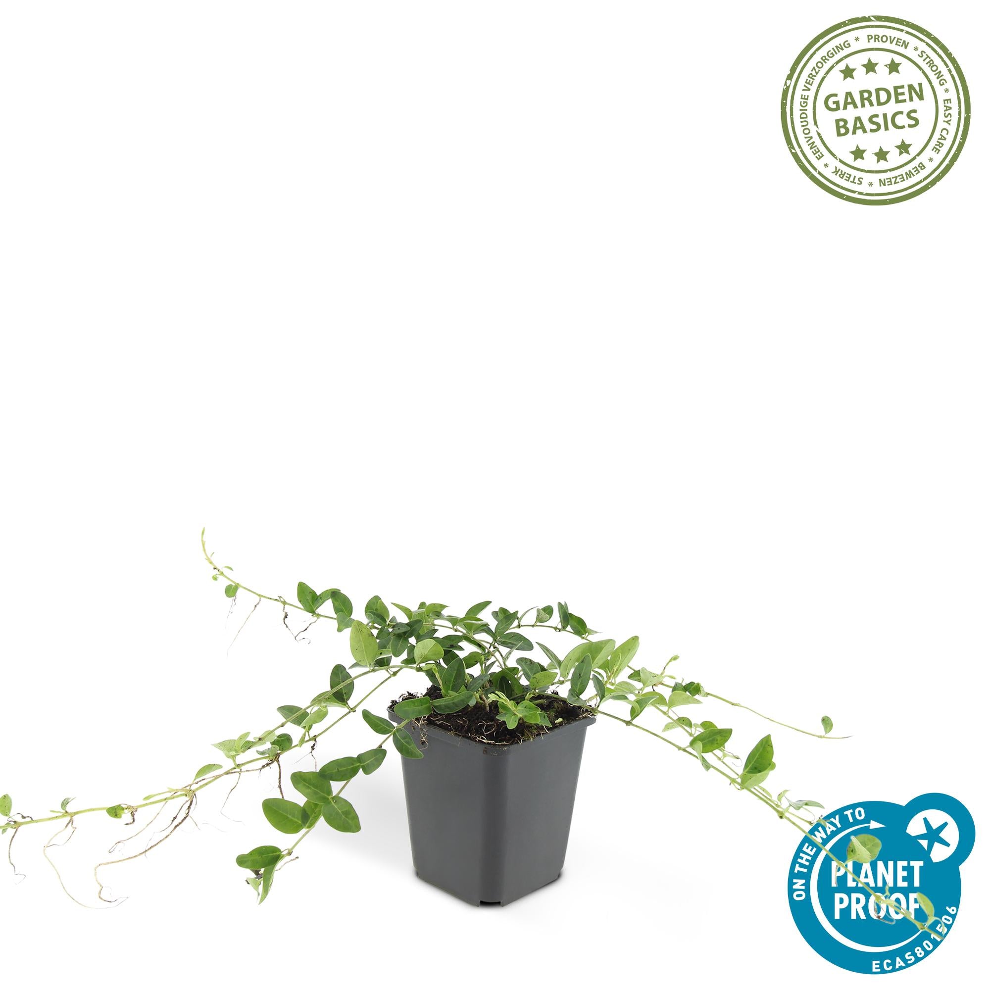 6x Wintergroene bodembedekker Vinca minor 'Alba' - ↕10-25cm - Ø9cm
