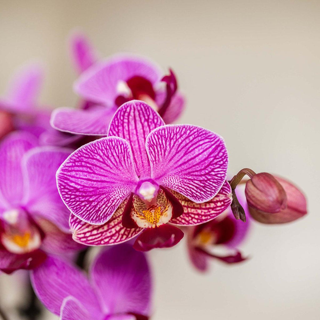 Paarse Vienna orchidee + Bloom sierpot paars – potmaat Ø9cm | bloeiende kamerplant – vers van de kweker