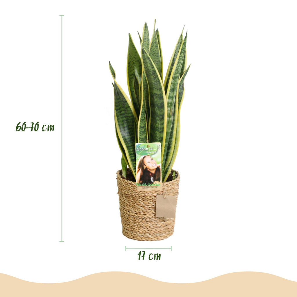 Sansevieria Laurentii - Vrouwentong - Weinig onderhoud - met mand - Groen - 1 Plant - Pot 17cm - Hoogte 60-70cm