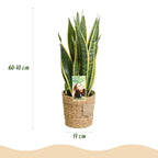 Sansevieria Laurentii - Vrouwentong - Weinig onderhoud - met mand - Groen - 1 Plant - Pot 17cm - Hoogte 60-70cm