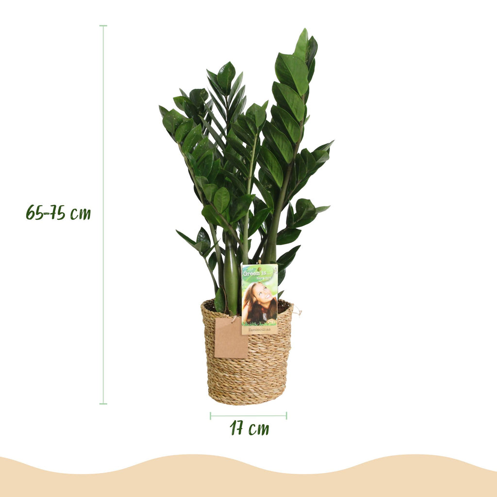 Zamioculcas - ZZ-plant - Weinig onderhoud - met mand - Groen - 1 Plant - Pot 17cm - Hoogte 65-75cm